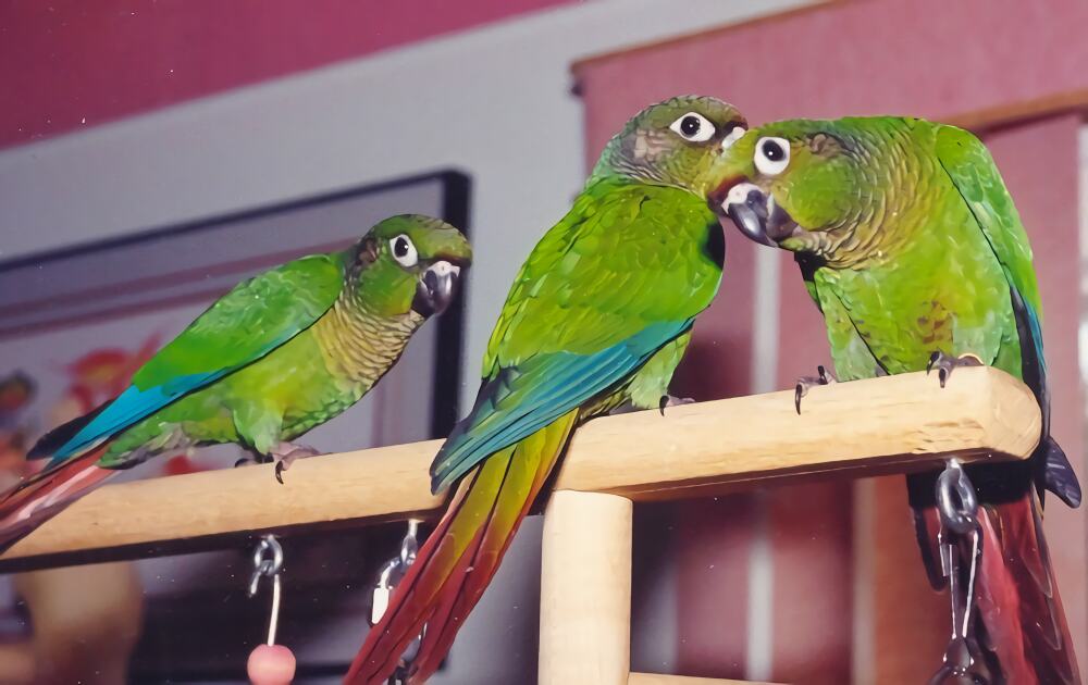 赤褐腹锥尾鹦鹉身份信息