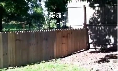 主人秀打造好的栅栏结果被狗狗秒打脸!