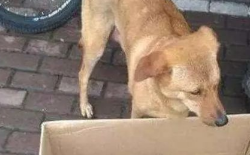 土狗含泪回到家,鼻子上出现一个血孔,看清物体后忍不住口吐芬芳