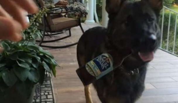 小狗情商高令人震惊，守候主人渡过漫漫长路日子，与主人把酒言欢！