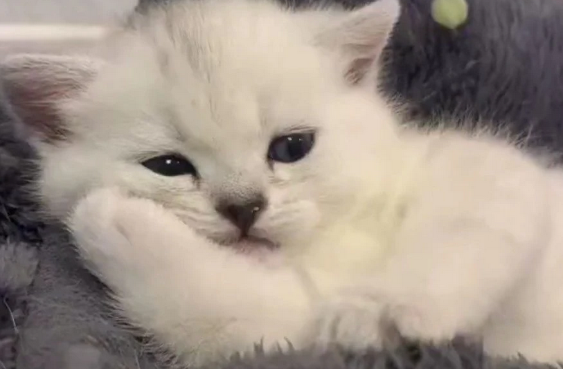 虐猫狗事件频发，专家：动物保护立法仍需时间