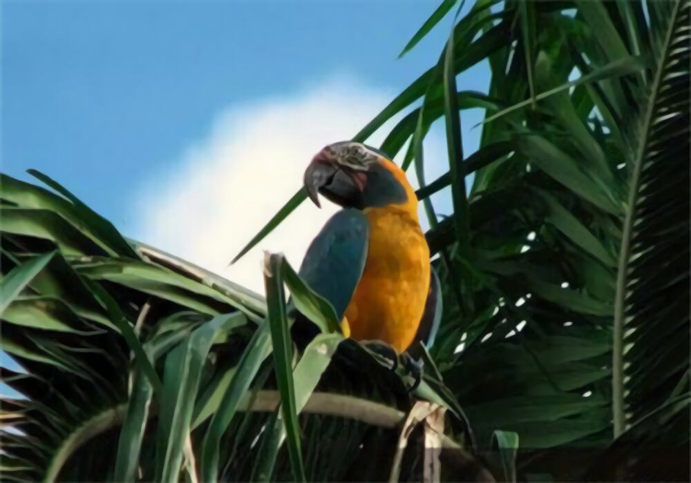 蓝喉金刚鹦鹉身份信息