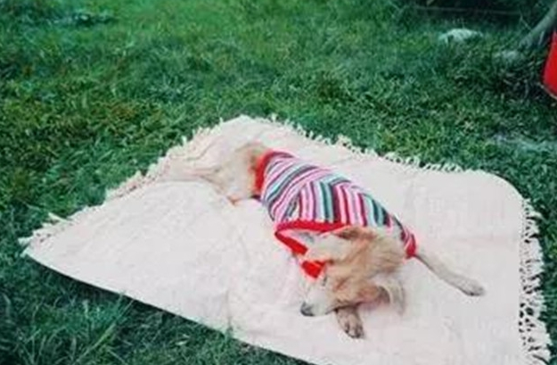 导盲犬被遗弃垃圾堆旁,口腔癌已无法进食,好在有人及时伸出援手