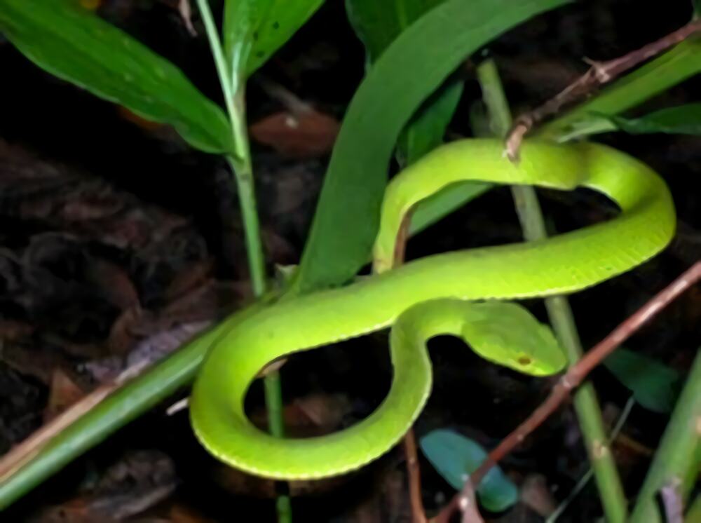 白唇竹叶青身份信息