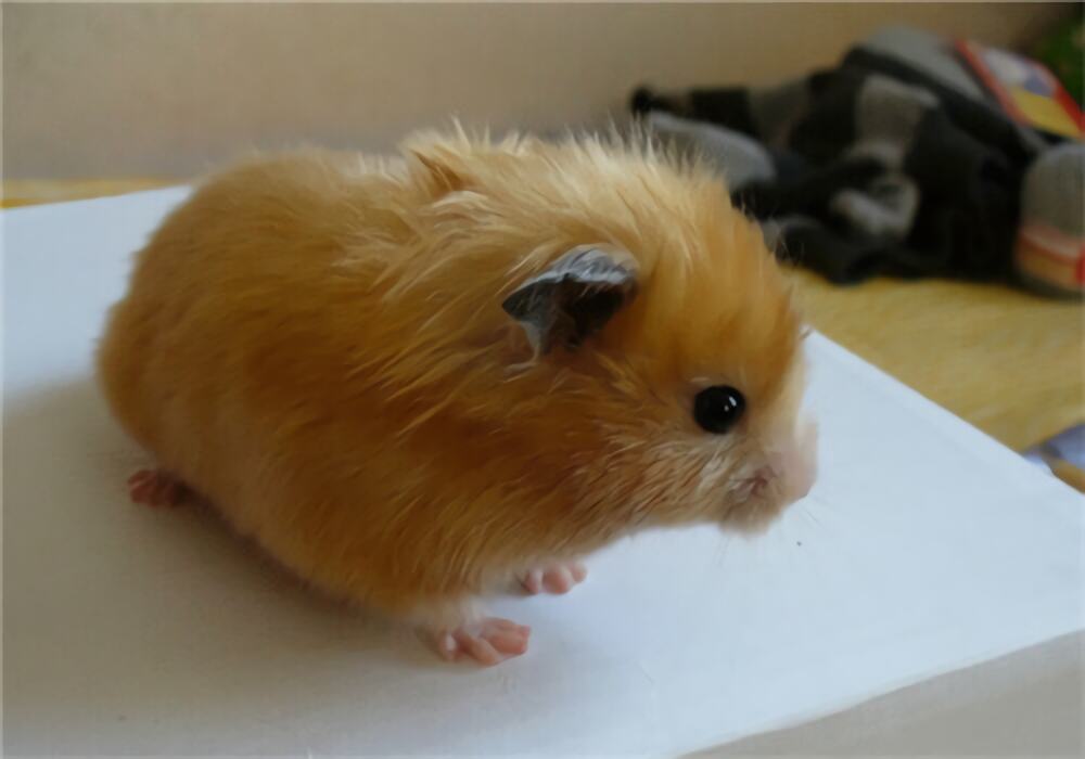 西施熊身份信息