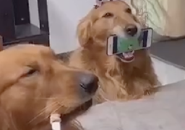 雪橇犬被作为餐桌,金毛当手机架和垃圾箱,养宠物千日用狗一时!