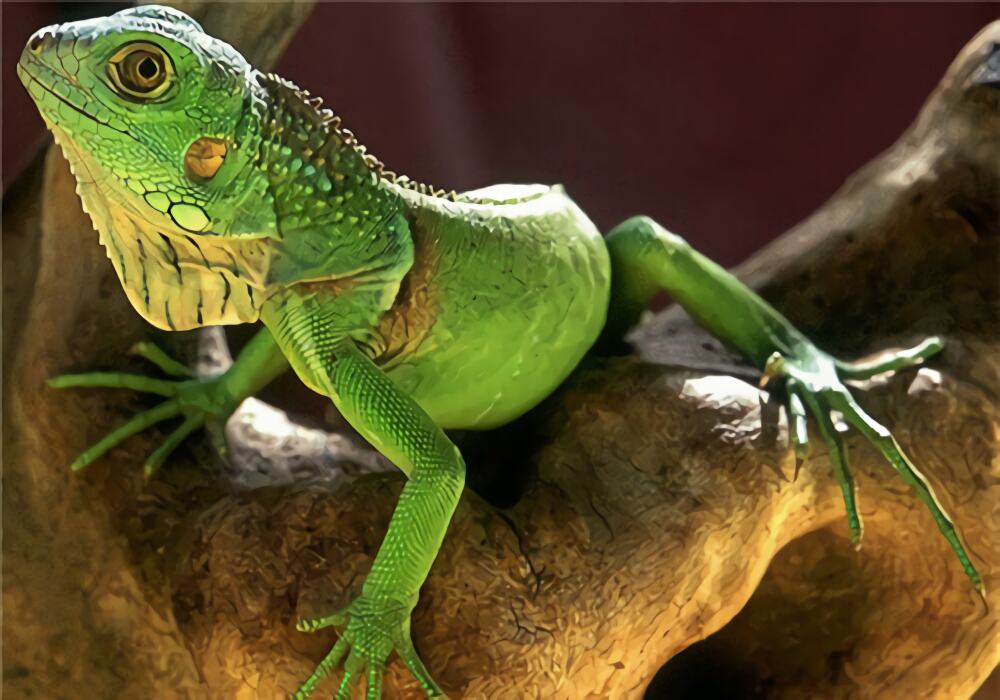 绿鬣蜥身份信息