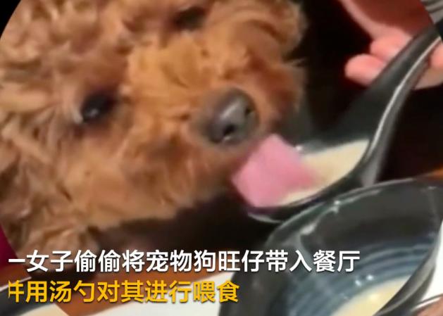 女子用餐厅餐具喂狗吃饭,餐厅处理方式引起质疑,网友:太恶心了