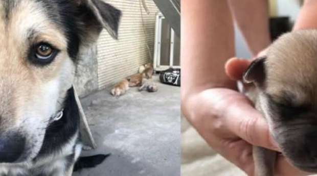 让人泪目的一刻:狗宝宝不幸夭折,狗妈妈忍痛埋葬