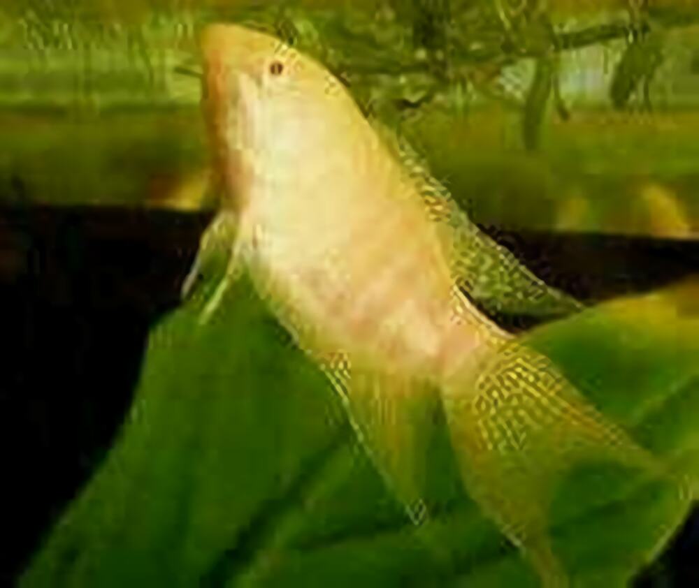 白兔鱼身份信息