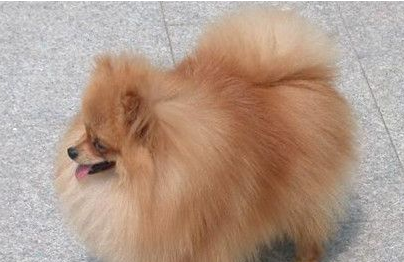 狗狗被主人抛弃得犬瘟 临终前的行为让主人肝肠寸断