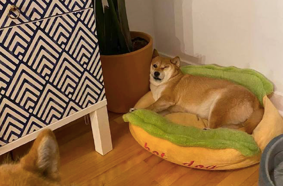 柴犬靠在花盆上入睡,脸部的肉都把双眼挤得眼睛睁不开了,还不肯动呢