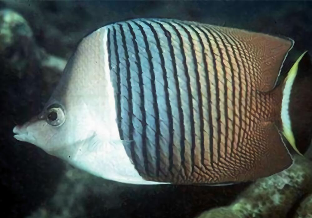 中白蝴蝶鱼身份信息