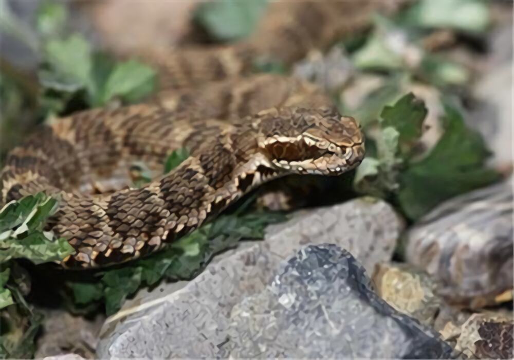 短尾腹身份信息