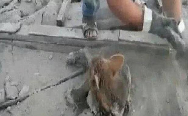 周末开车自驾游,下车没走多久,看到眼前狗狗立马戴手套救助