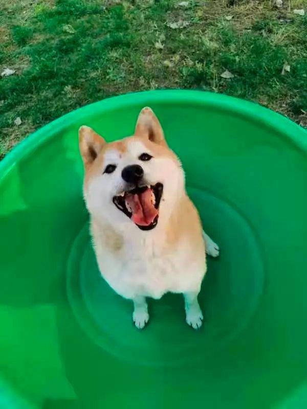 卖身还债的柴犬登登被新主人接走,新主人:我只是一个想把登登带回家的普通人