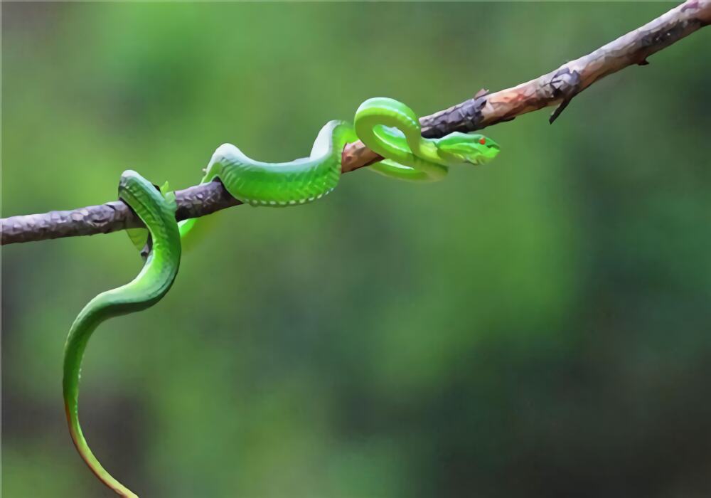 西藏竹叶青蛇身份信息