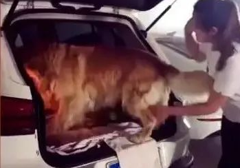 狗狗非让女主角抱才肯上车,主人急得一巴掌拍它臀部!