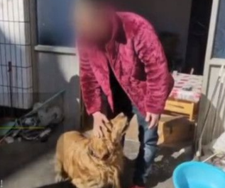 黄金猎犬发现主人昏倒 将医疗人员引导到主人身边