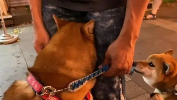 全场最大却是最怂狗狗，害怕钻到主人裤裆下