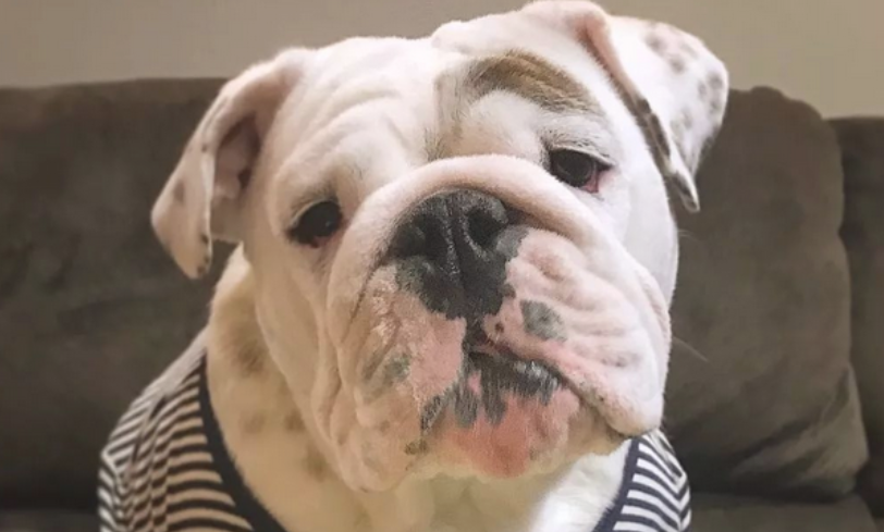 斗牛犬:小狗只能肥肥的,衣食住行才会淘宝旺旺的!