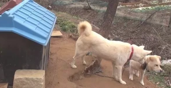 小狗将食材分到流浪犬,还让流浪犬睡在狗狗的窝里,它却躺在外边留宿
