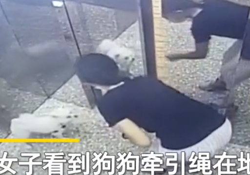 广东一女子带狗坐电梯绳子被卡，电梯启动狗吊在半空，网友：活该