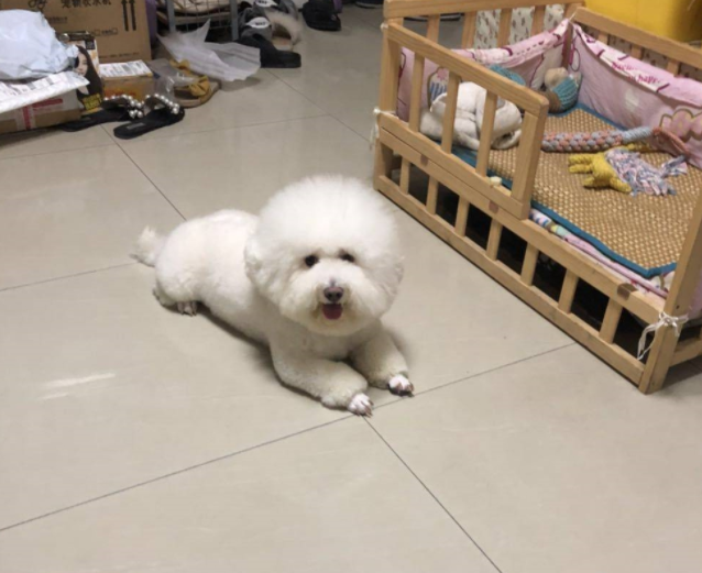 女友开了个玩笑,比熊犬在地上趴了半夜,眼泪不停的往下掉