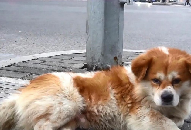 忠犬殡仪馆外守主人3天，听到旧事便流泪！网友们大赞：好有灵性