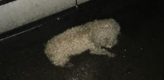下雨天流浪狗被淋得直发抖,从宠物狗沦为到流浪狗,样子看见好可怜