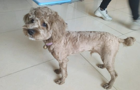 女人捡到只狗宝宝，将其当小宠物养，一年后见到狗狗样子她不幸啦