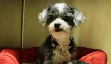 狗狗抚养猫咪二者相依为命 直到被人发现