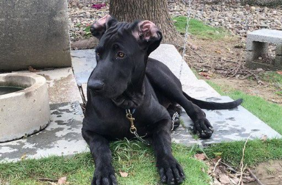 高山犬叼大鱼上岸想帮自己加菜 可爱模样笑翻网友