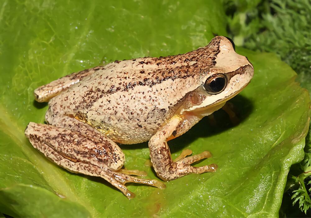 棕树蛙身份信息