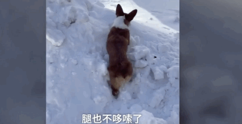 "医生,救我狗命,它瘫痪了!"医生:没事,它装的