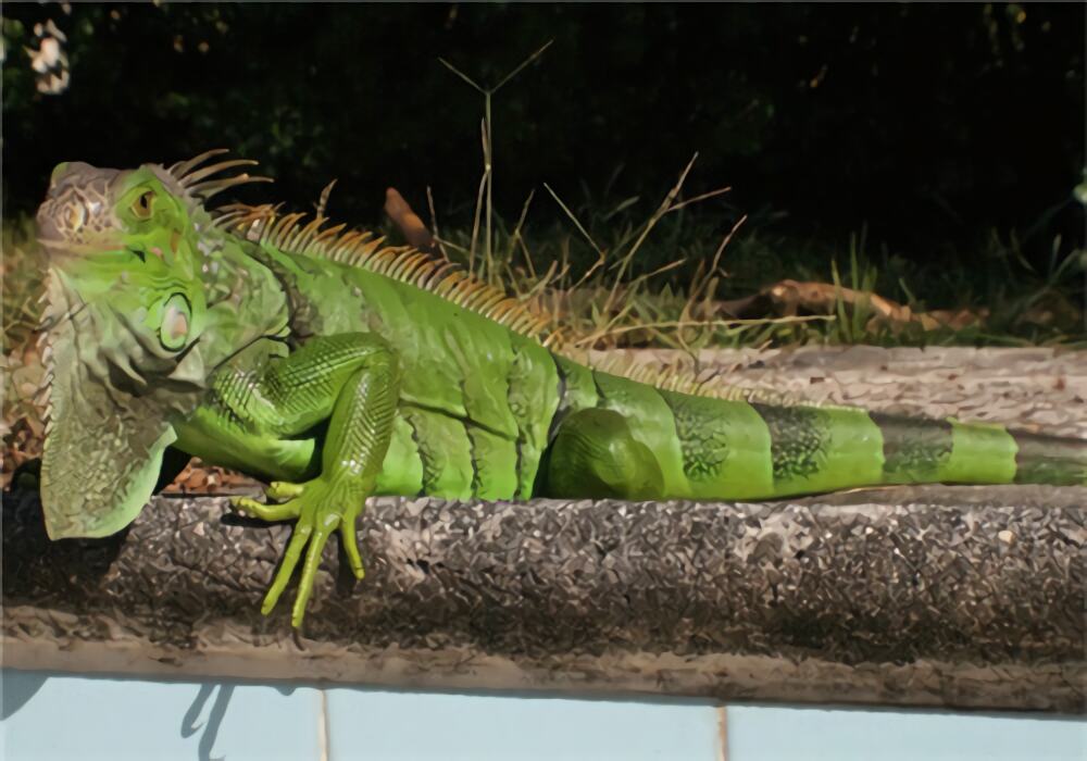 绿鬣蜥身份信息