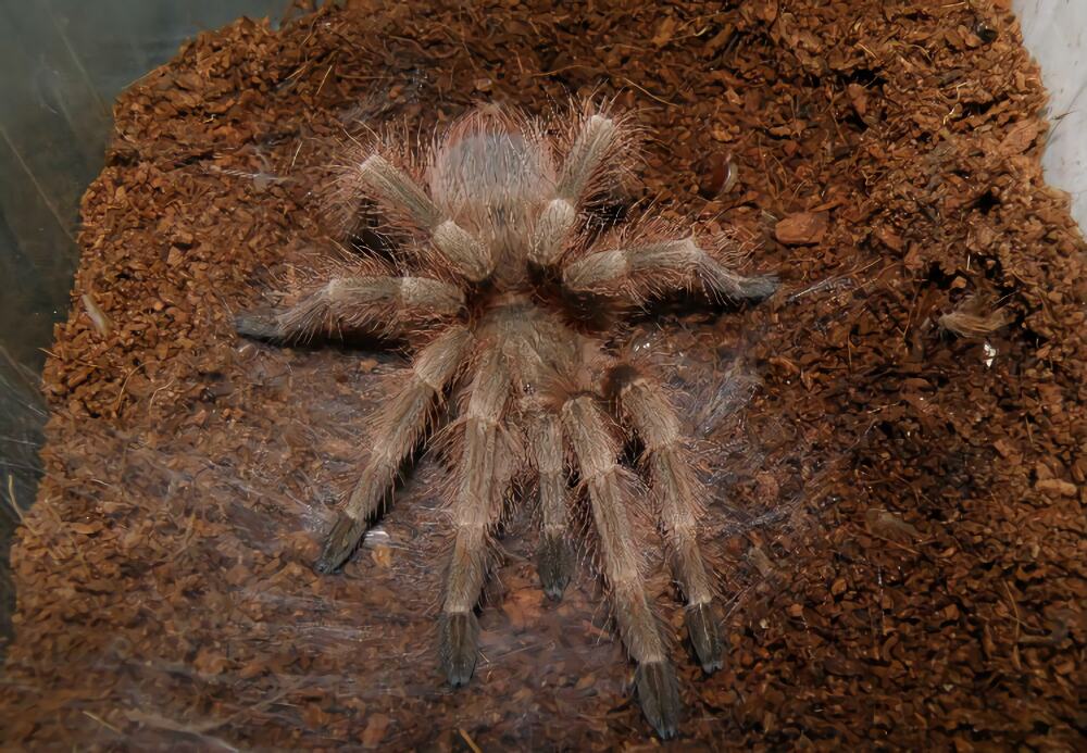 巴西巨人金毛身份信息