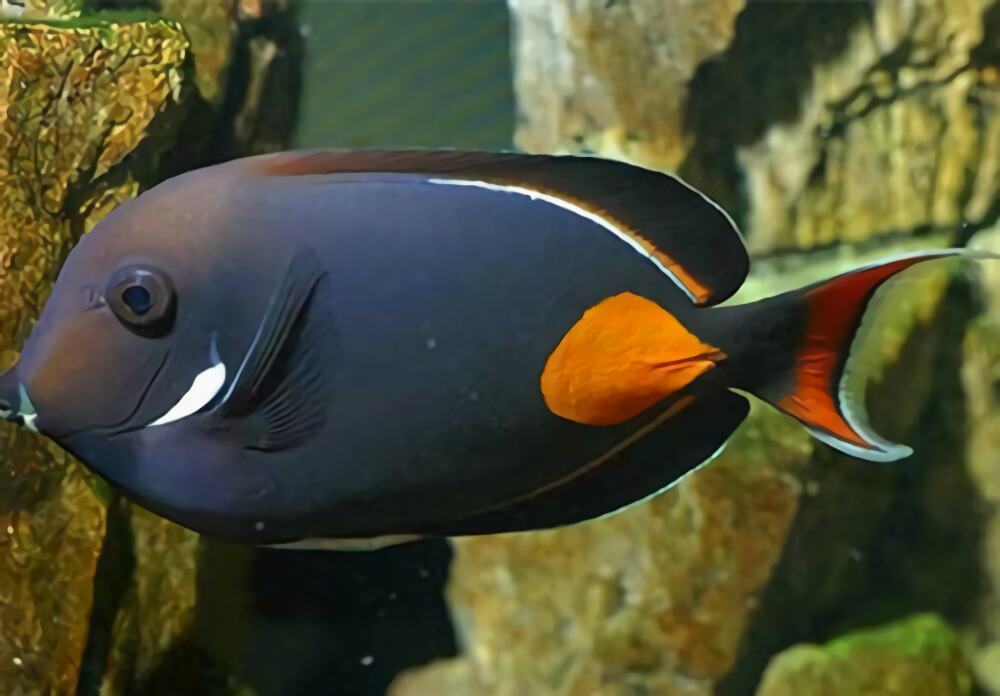 橙棘吊身份信息