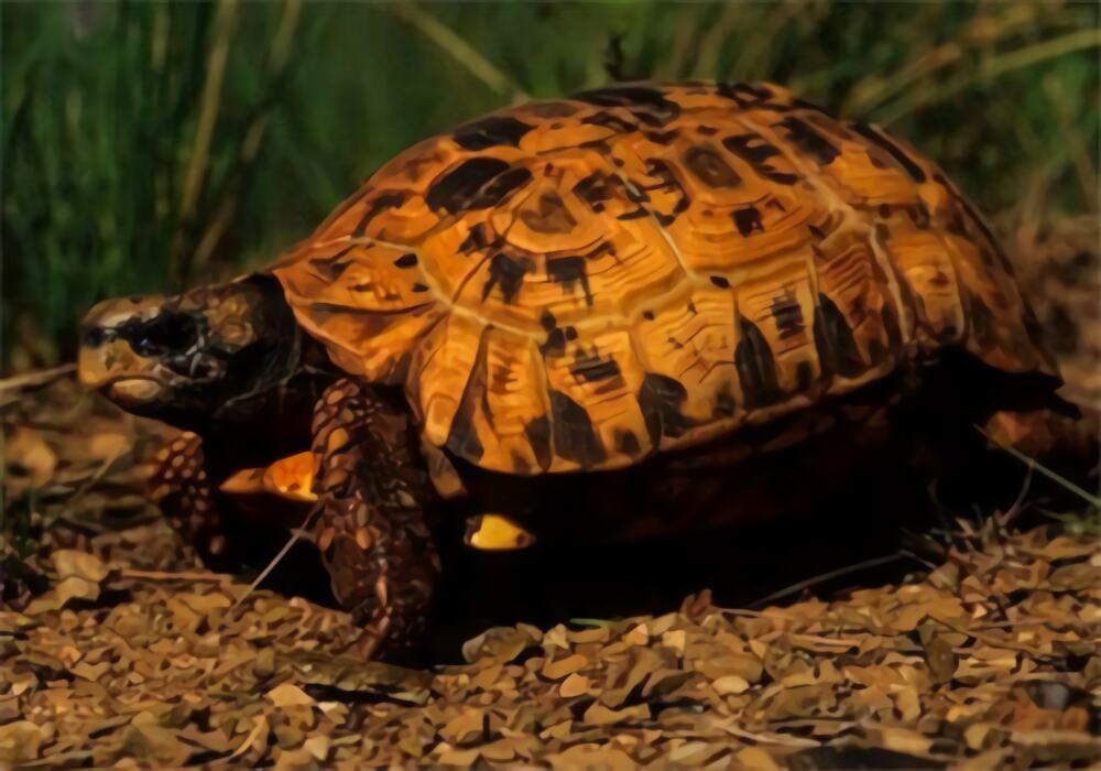 钟纹折背陆龟身份信息