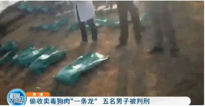别拿别人的宠物当畜生!盗猫毒狗很残忍,更有可能违法
