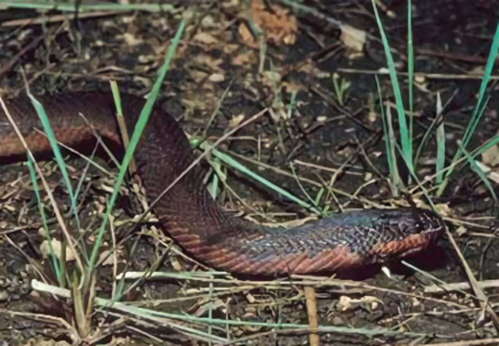 变色蛇身份信息