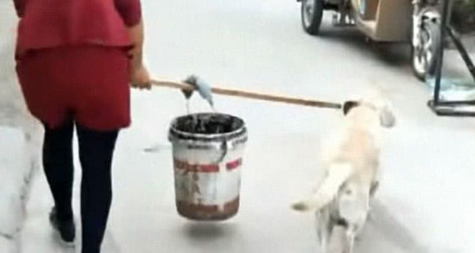 主人拎着桶去打水,狗狗见后立刻冲向前,汪:主人我帮你吧