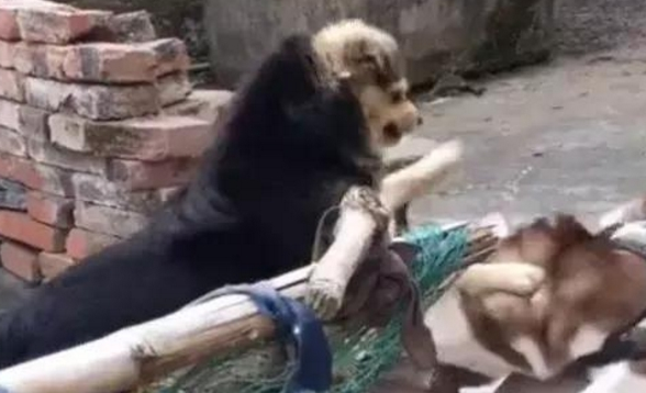 土狗被二哈“戏弄”,摆手就打一巴掌,哈士奇秒怂变“软蛋”