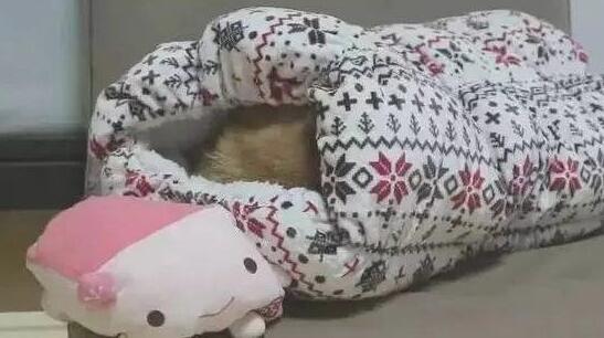 柴犬畏冷主人家给买了户外睡袋
