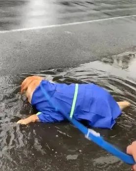 给狗狗穿雨衣散步,铲屎官傻眼了:还不如不穿!