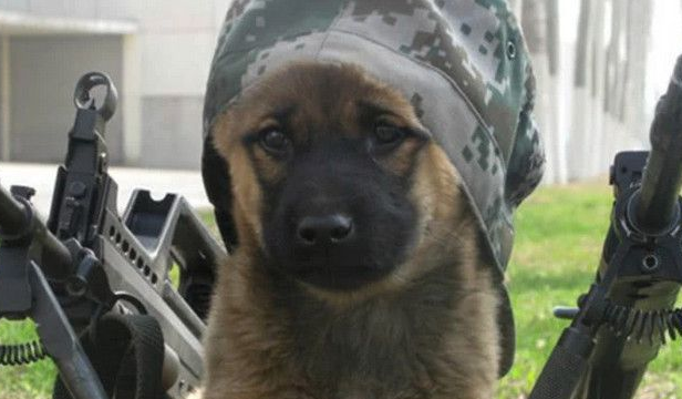 为啥中华田园犬不能当军犬,不是因为很笨,原因曝光让人哭笑不得