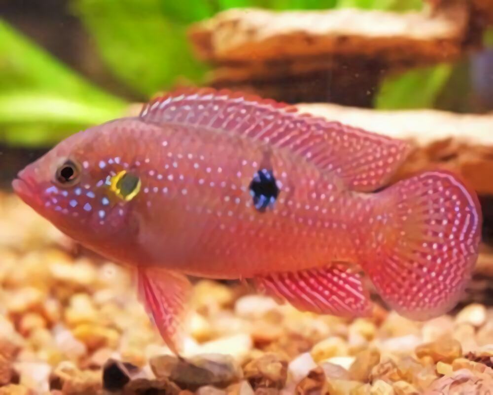 红宝石鱼身份信息