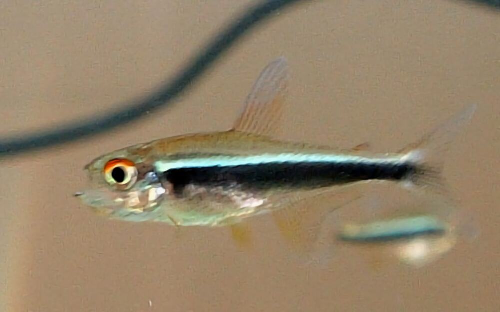 黑莲灯身份信息