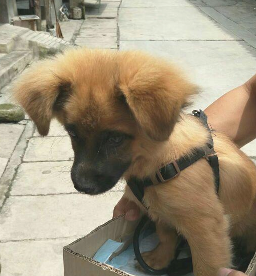 流浪犬要想喝水只怨够不上,女生绝不看不上的用力捧着喂,令人感动