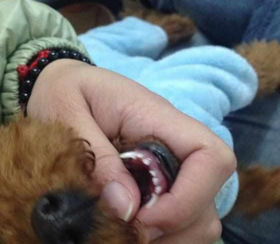 当心!泰迪犬出现这5个情况,证明它根本不把你放在眼里!